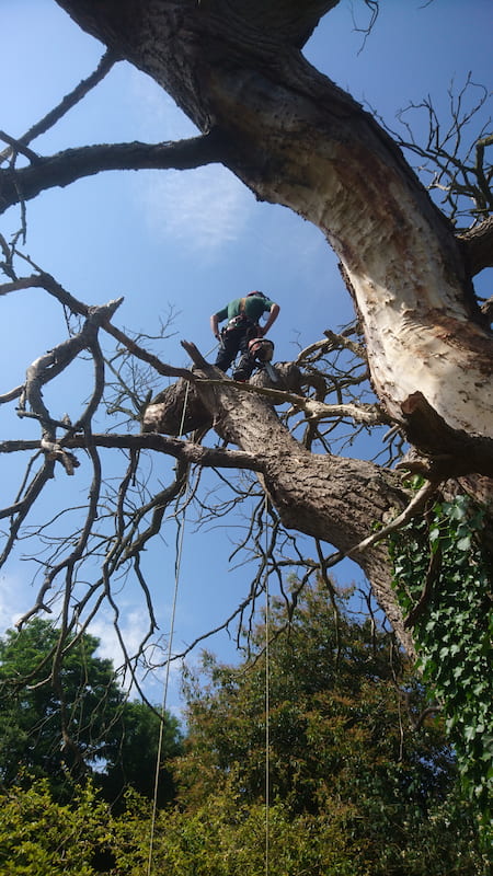 Tree Surgeon removing dead oak tree in chester