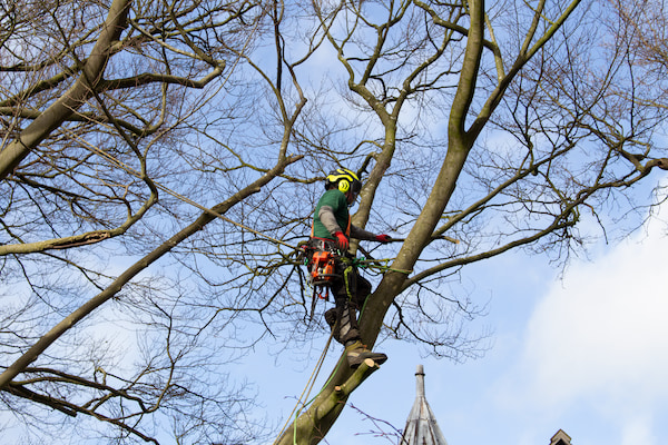 Tree Surgeon in a tree