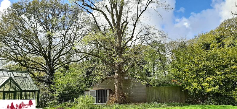 Absolutetreecareandgardensimage99
